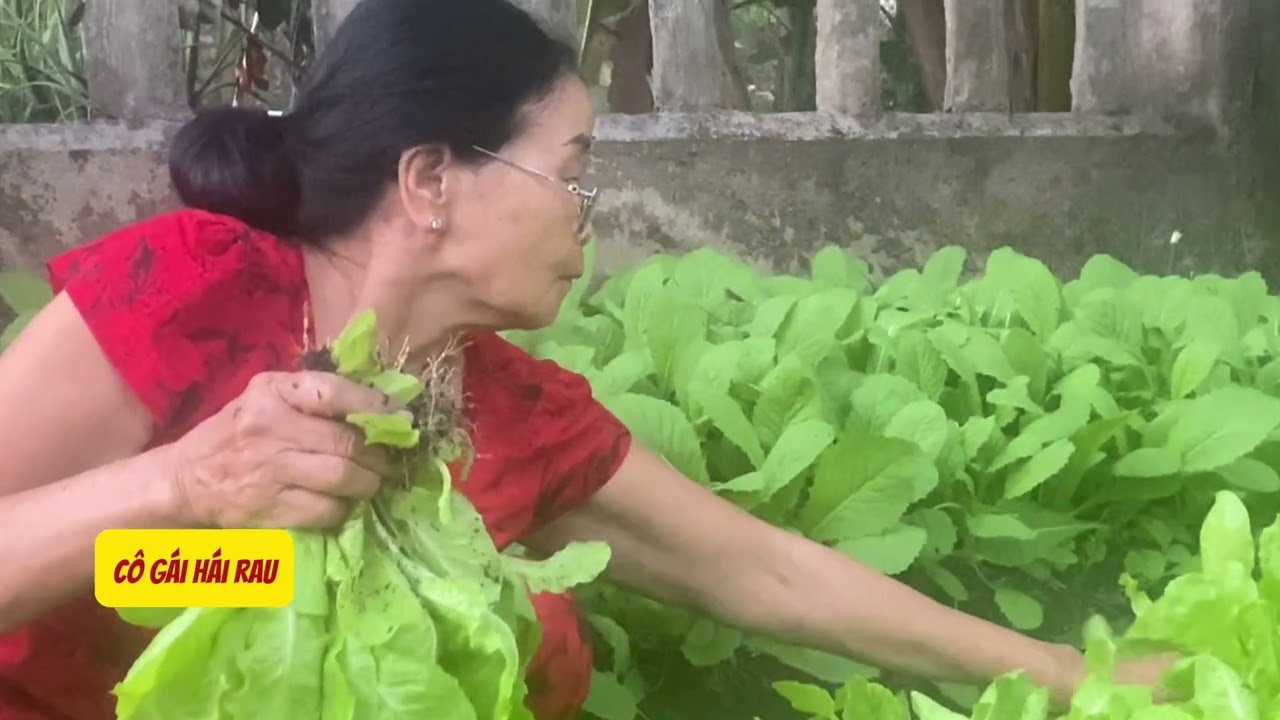 girl picking vegetables (u70)#rausach #amthuc #mongon #monngonmoingay #food