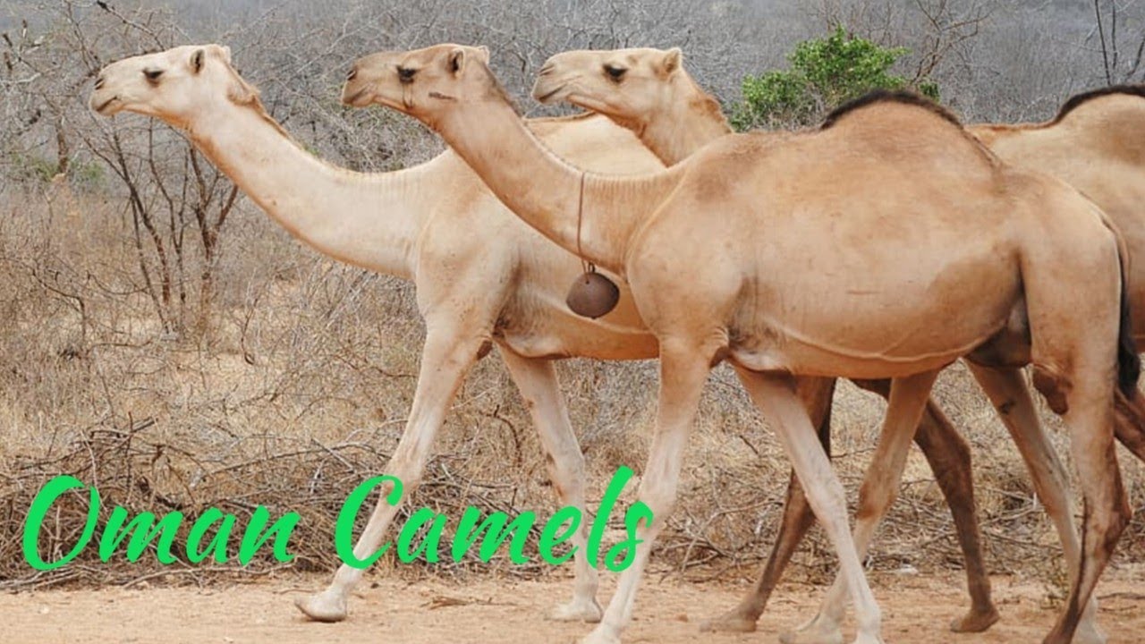 Camels Running Oman