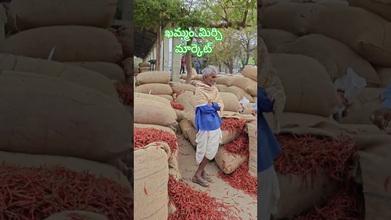 09/02/26 KHAMMAM MIRCHI TOTAL UPDATE #chiliseeds #mirchi #tsfarmers #agriculture #shorts