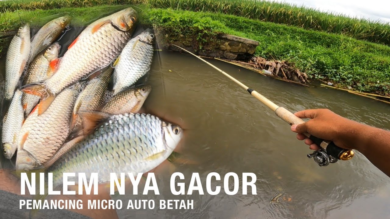 WALAU SUNGAI KECIL TAPI IKAN NYA BESAR-BESAR‼️MANCING DERBANG DAN NILEM