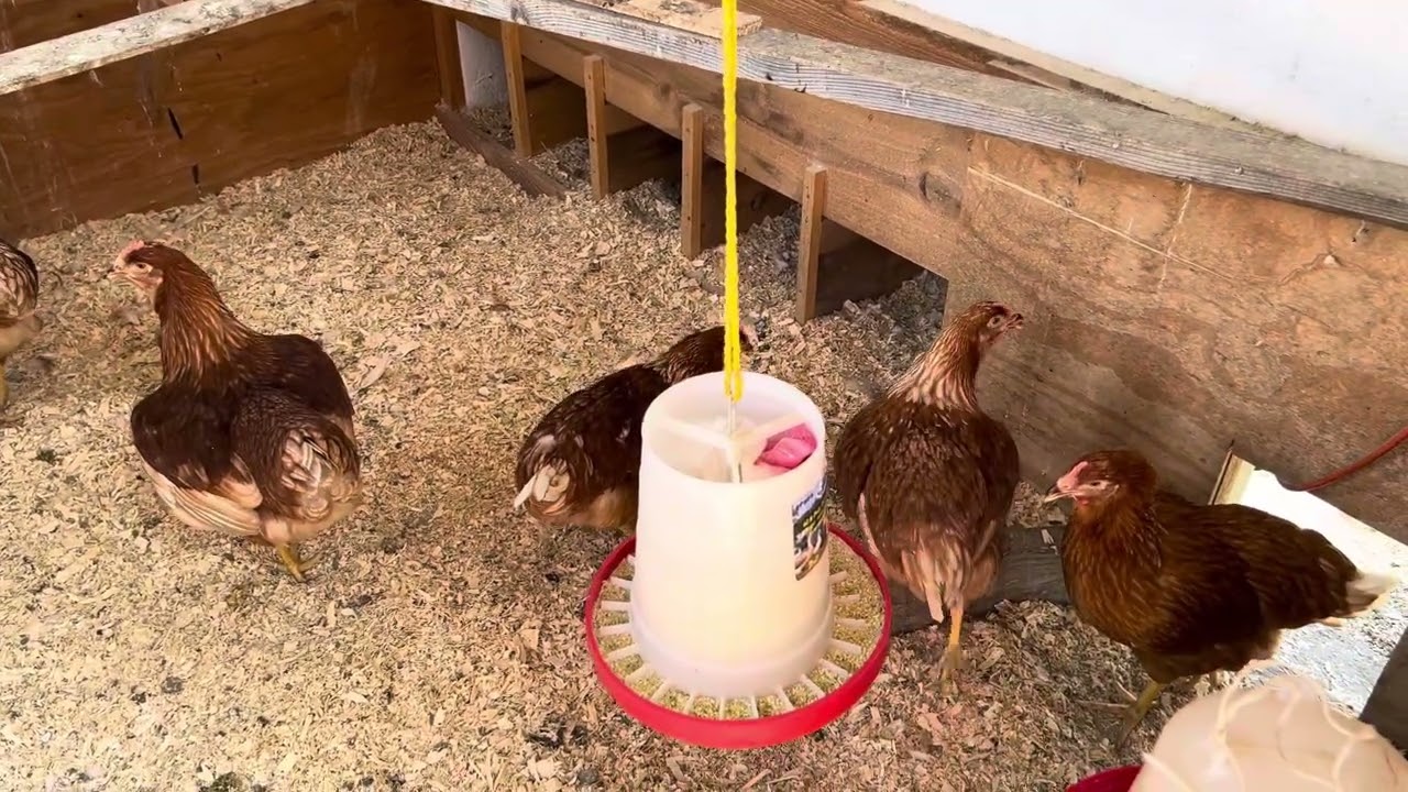 The Isa Browns Hens 😳