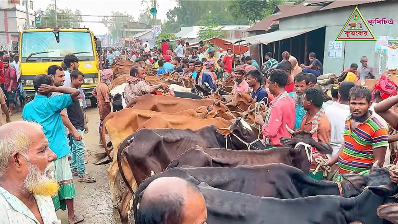 বাংলাদেশের অন্যতম বড় এবং কম দামের গরুর হাট থেকে কম দামে শুকনো হাড্ডি ষাঁড় গরু ক্রয় করুন #cowmarke