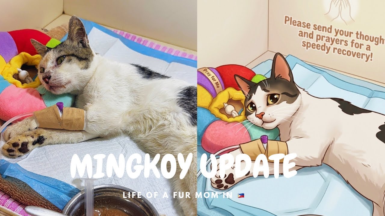 FUR-MOM LIFE UPDATE | DISCHARGE NA SI MINGKOY SA VET CLINIC 😻