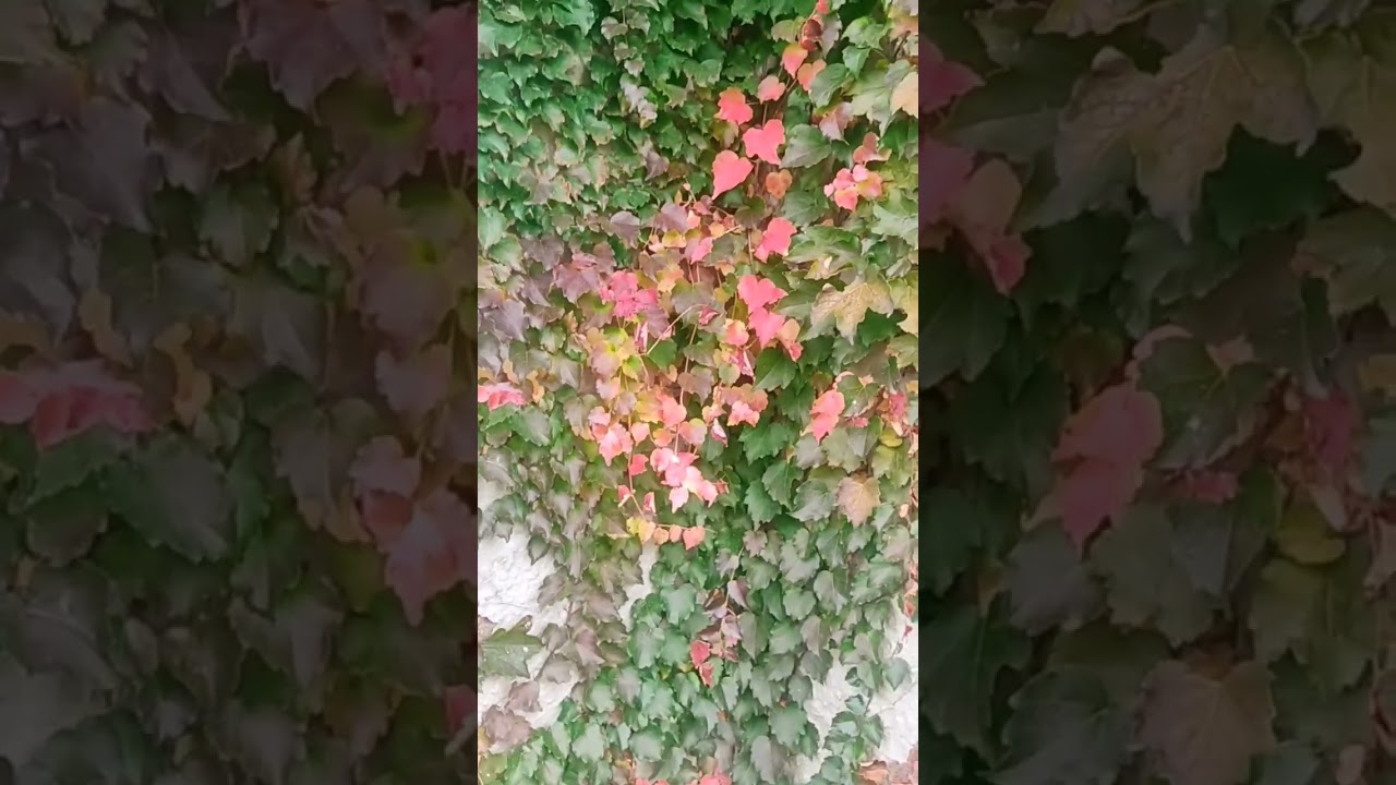 Essa planta é um camaleão: Falsa vinha