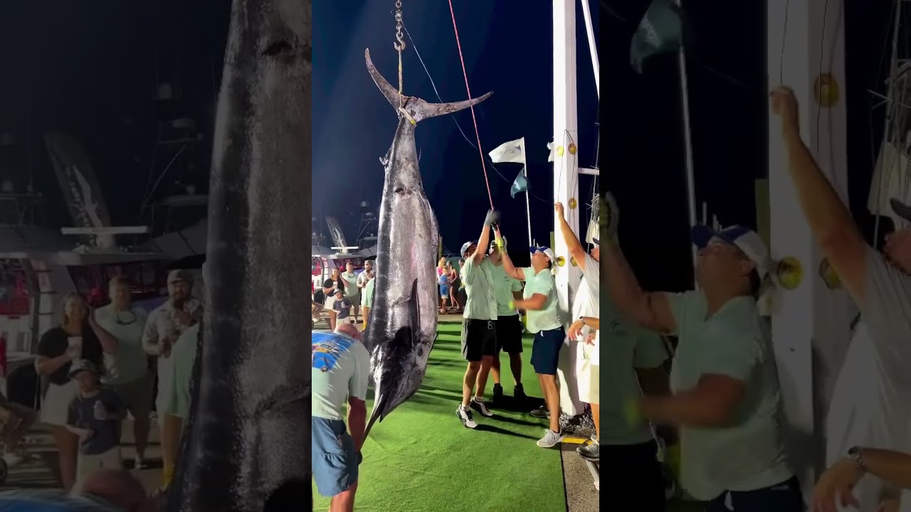 Weighing Giant Blue Marlin - Marlin Fishing - #fishing #fish #seafood
