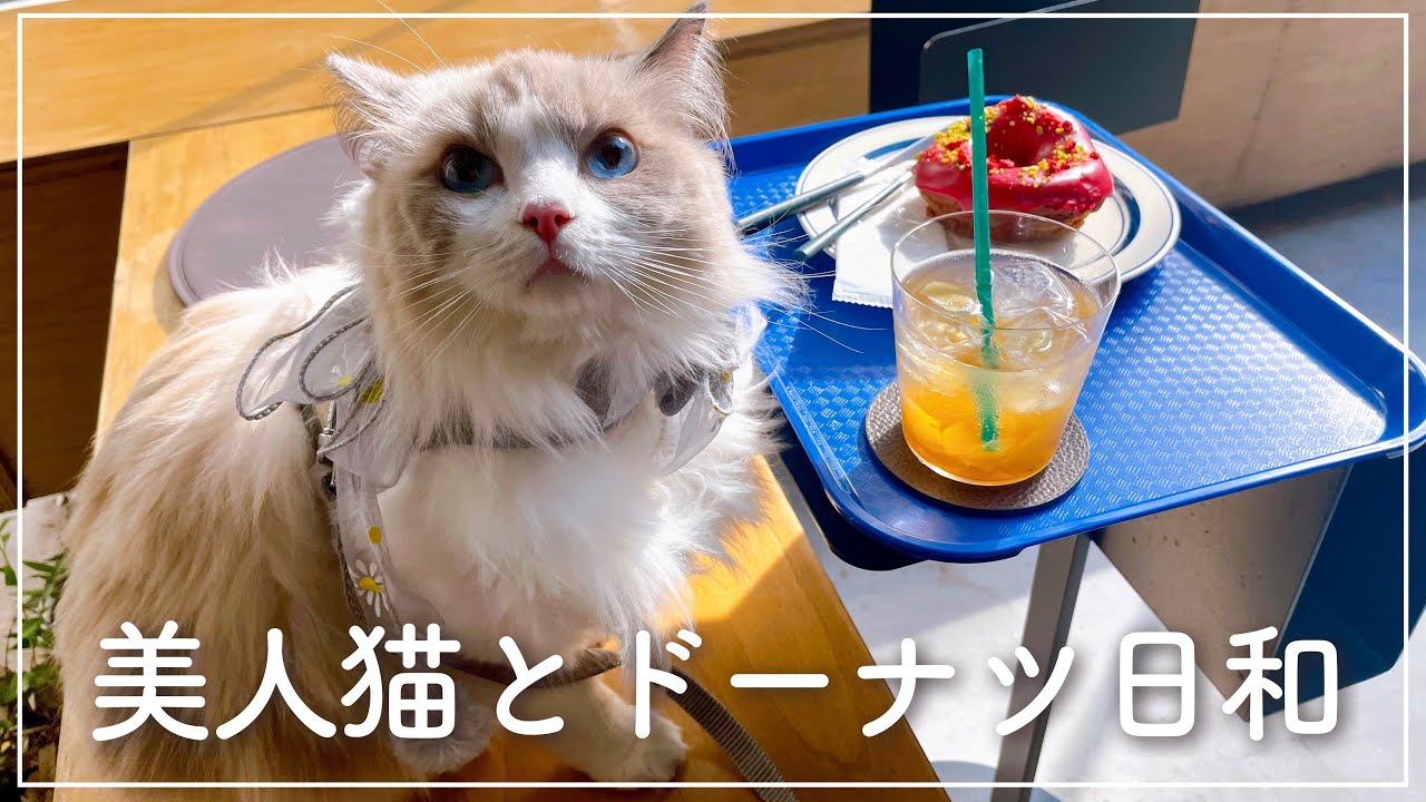 【猫と秋日和】ドーナツ屋さんとお散歩｜浅草橋｜蔵前