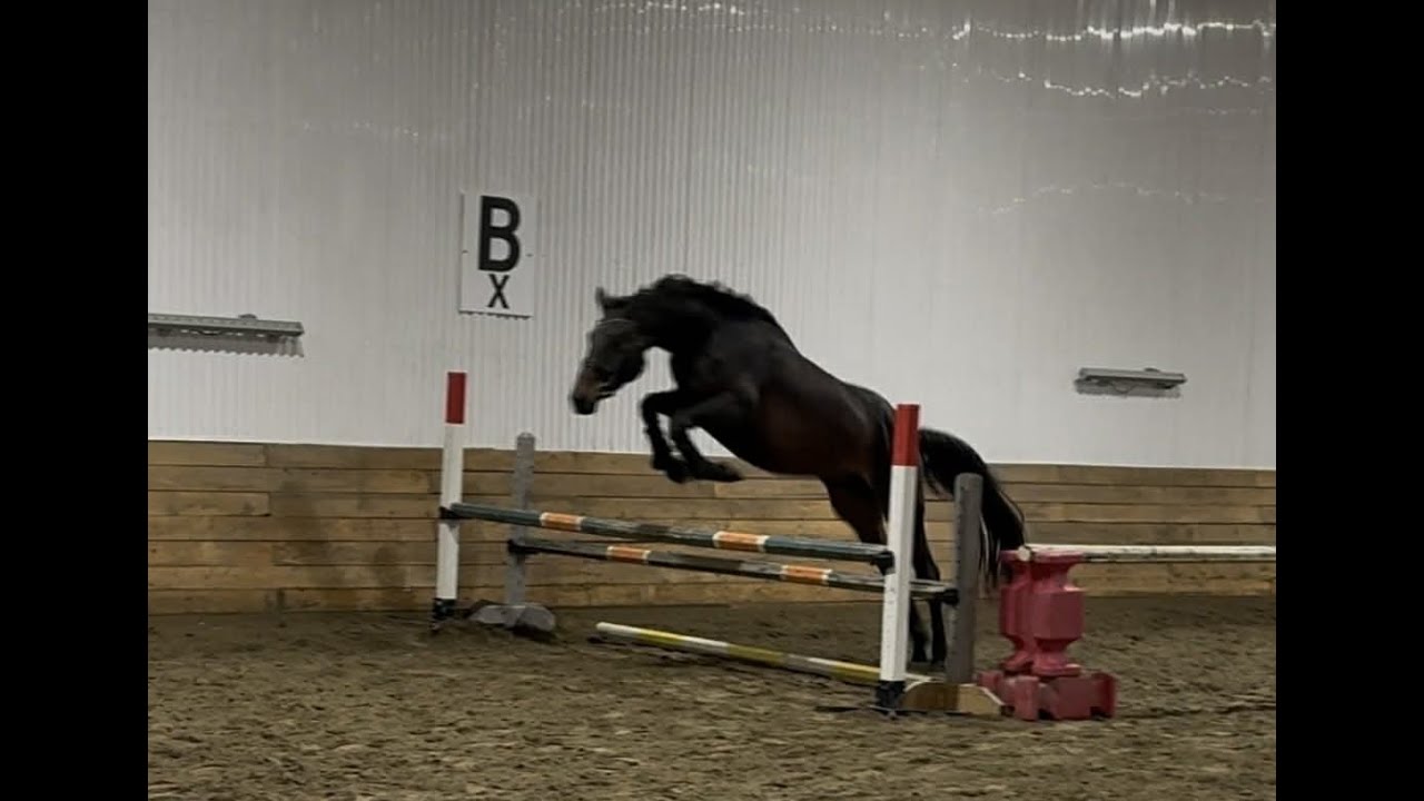 2021 Canadian WB gelding / hongre - RS MANITOU W - FREE JUMP
