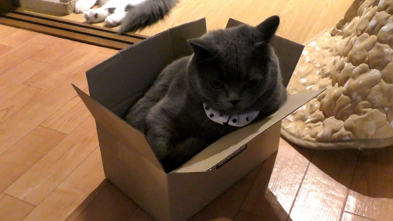 例の物が届きました