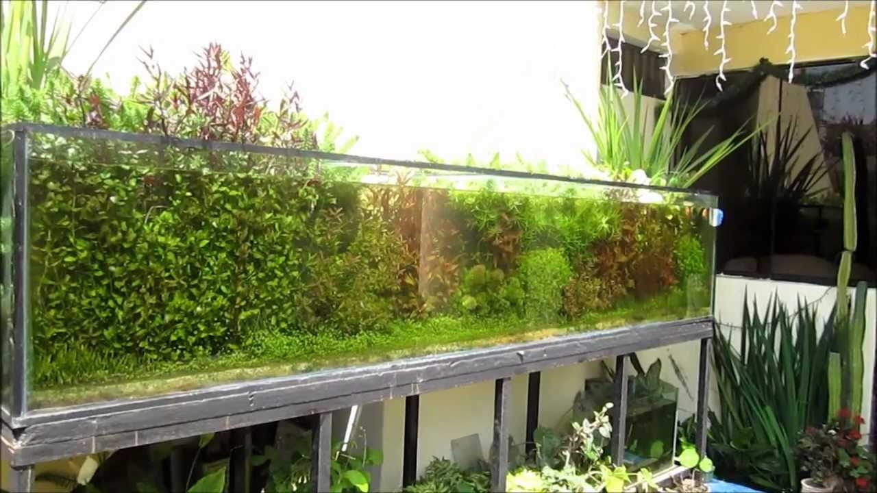 acuario plantado al sol, 900 litros.