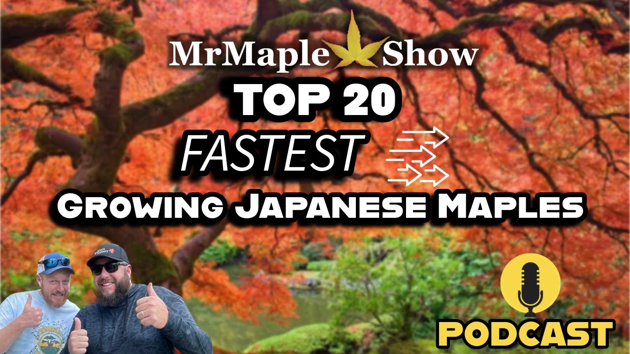 Top 20 Fastest Growing Japanese Maples | MrMaple Show Podcast