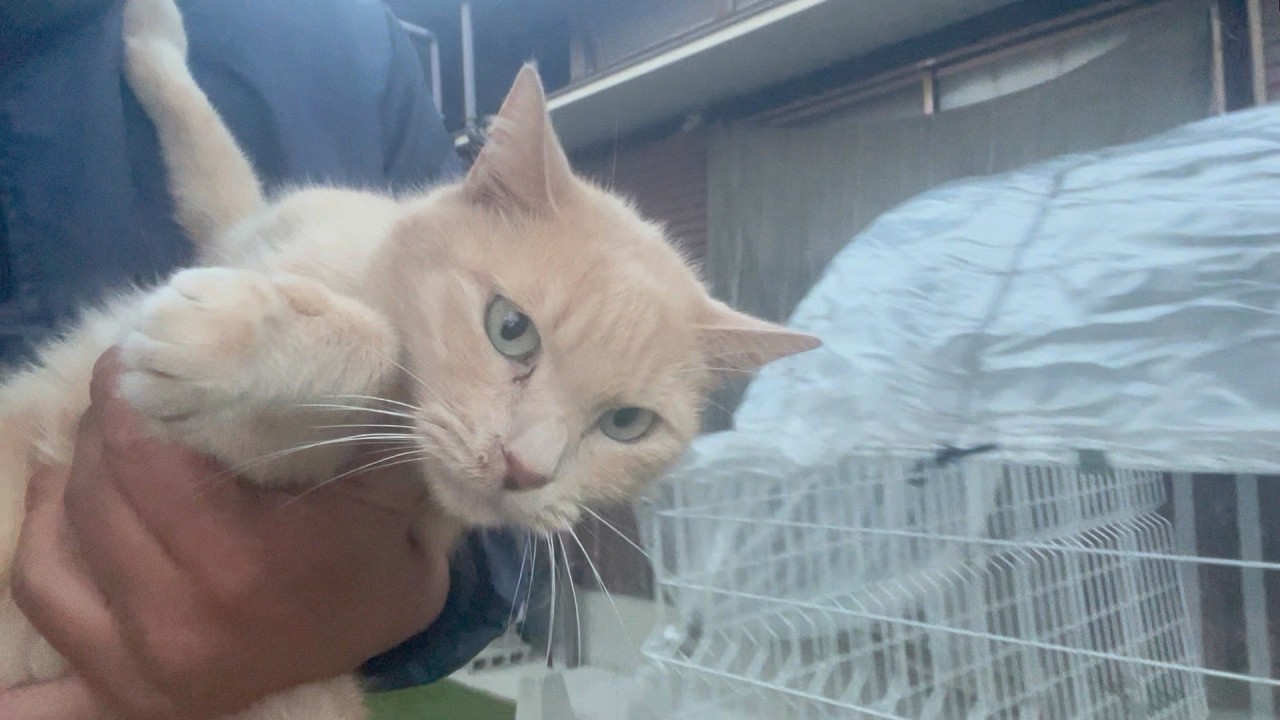 見失ったけど無事に帰って来た猫