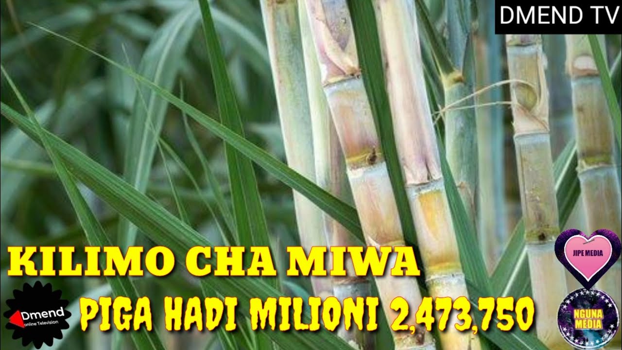 FUNZO: KILIMO CHA MIWA - FAIDA/ HALI YA HEWA/ UDONGO/ UPANDAJI/ SOKO LAKE