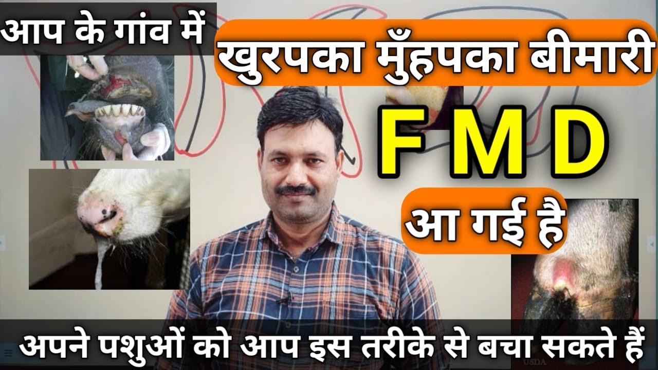 Foot and Mouth disease in cattle खुरपका और मुंहपका रोग FMD disease in animals