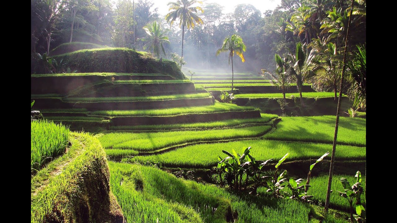 Discovering Indonesia's Beauty: Tegallalang Rice Terraces in 4K UHD Drone Video 🌾🚁