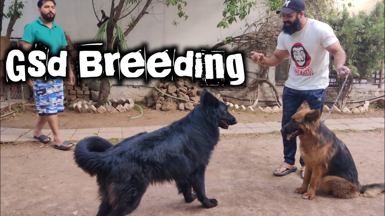German shepherd Female | Heat | Mating | Breeding | Complete details | Valentino Gsd -Raja Dani