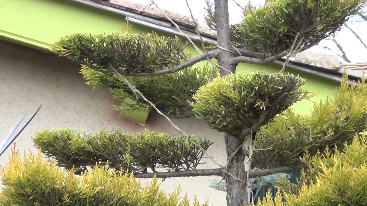Taille d'entretien d'un niwaki style Chokukanshitate - Frédérique DUMAS - Taille japonaise - 庭木
