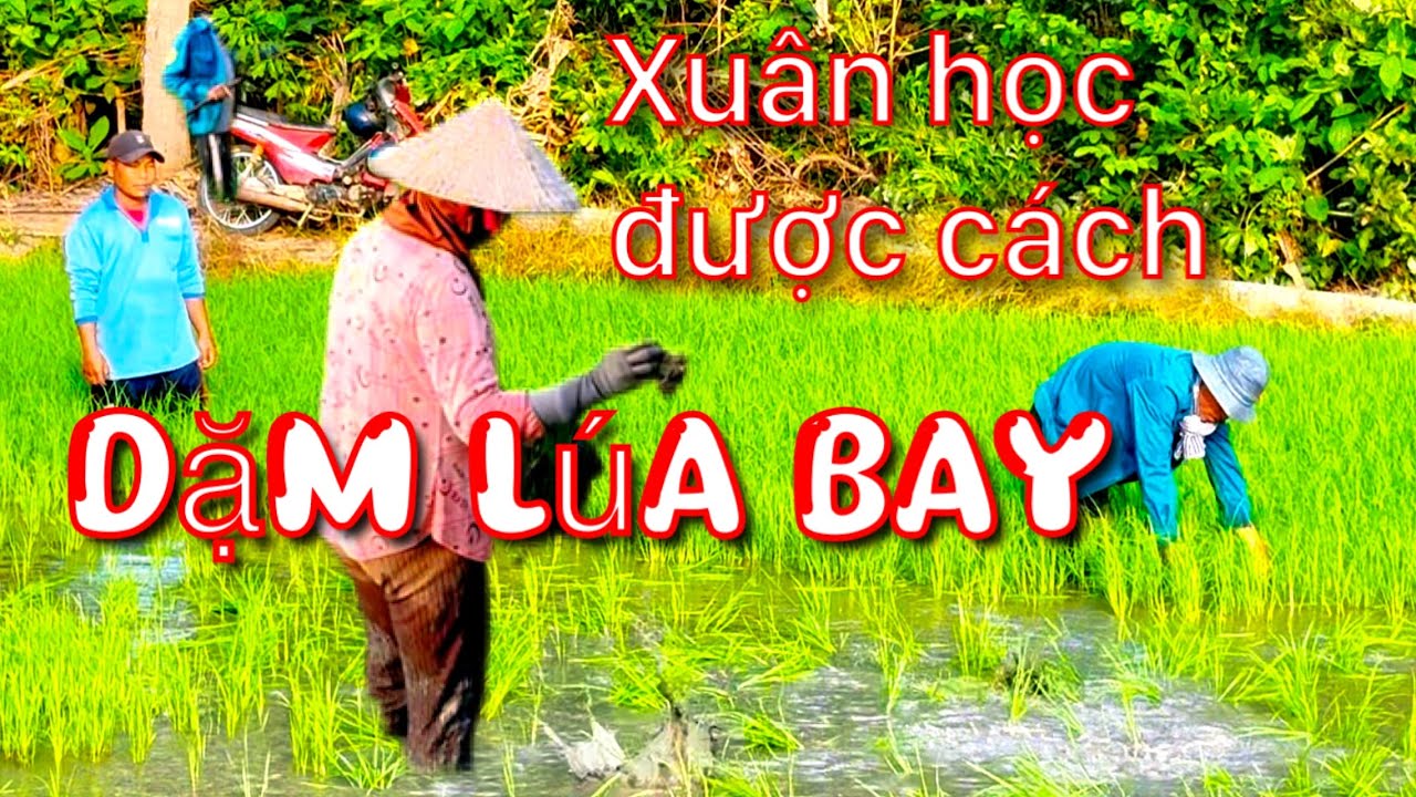 Em Xuân qua dặm lúa thầy học được cách mới “ Dặm lúa Bay “ từ người chú hàng xóm ai cũng bật cười 