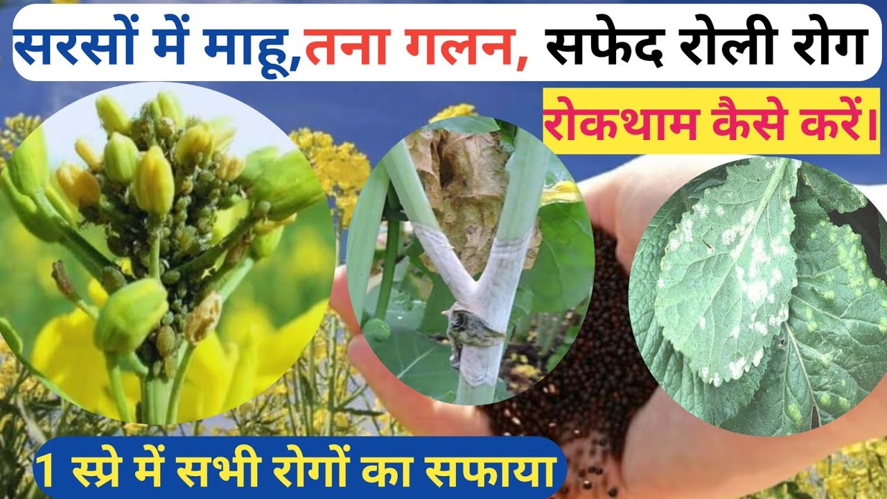 सरसों की फसल में आने वाले रोग माहू, तना गलन, फ़ंगस की रोकथाम कैसे करें।सरसों की फसल में आने वाले रोग।