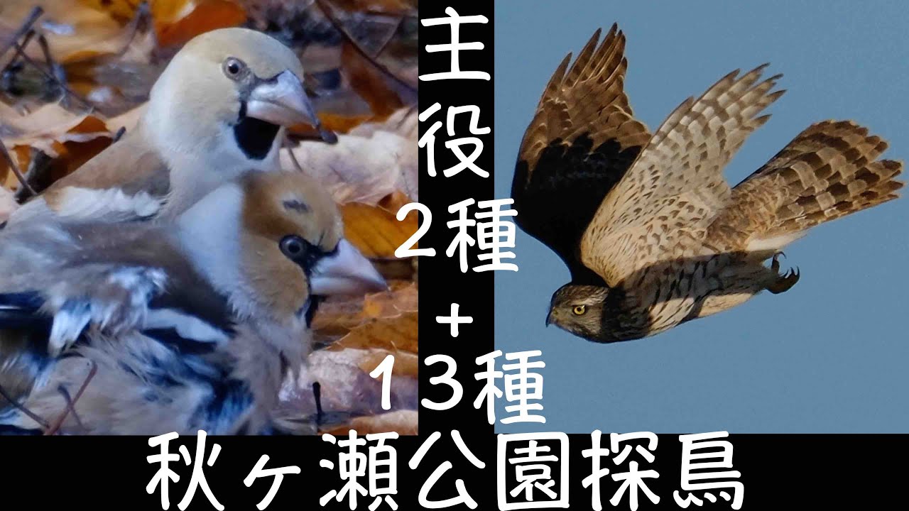 12月29日 一富士、二鷹、とシメ大活躍の秋ヶ瀬公園