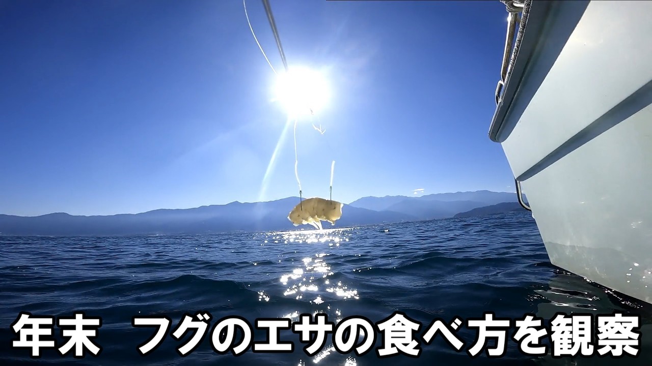 年末フグ観察　瀬戸内海水深21m　エサの食べ方を詳しく見る