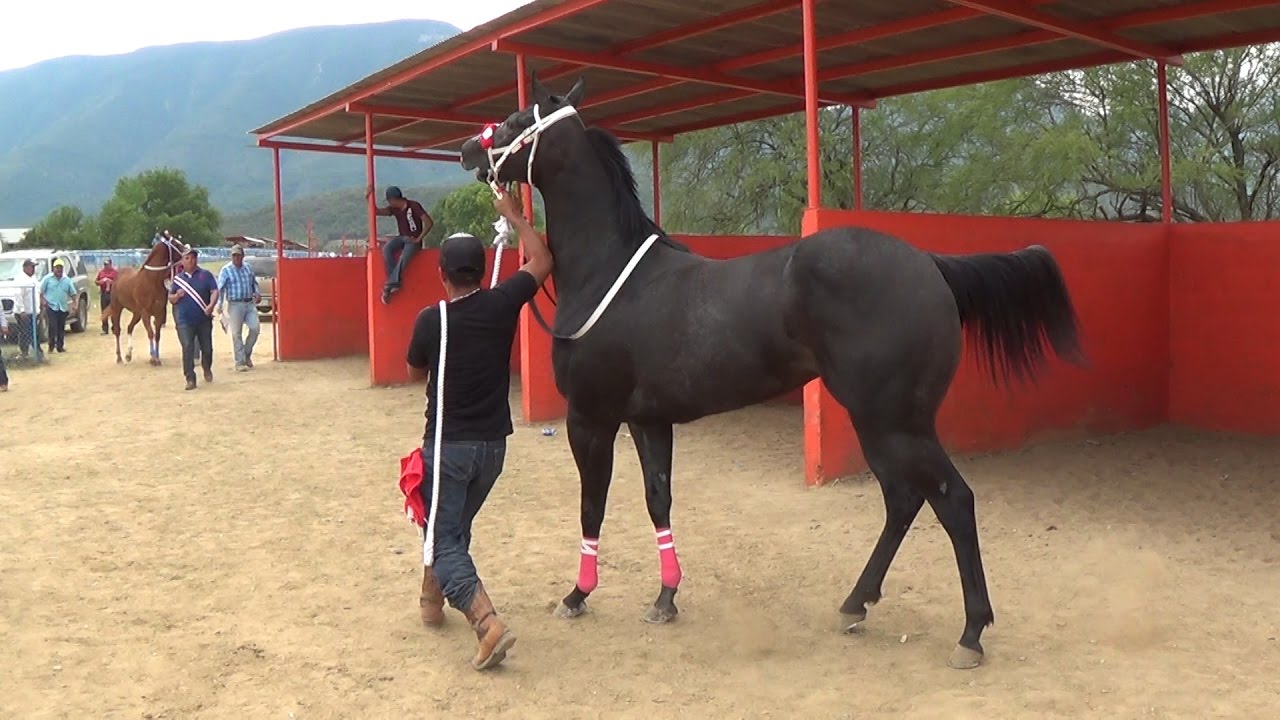 CARRERAS DE CABALLOS **Futurity** LA CAMELIA