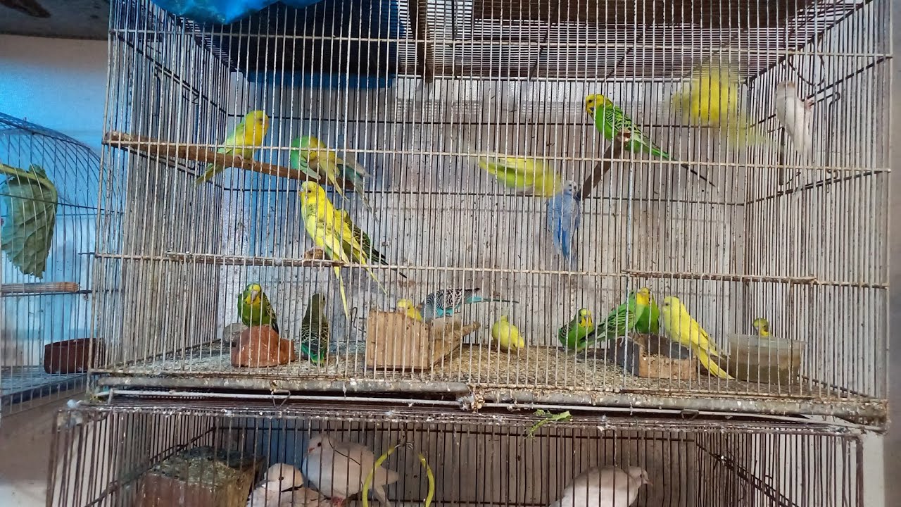 CASA DO PASSARINHO DE CAMPINA GRANDE-PB VARIEDADE DE AVES DISPONÍVEL FEIRA CENTRAL