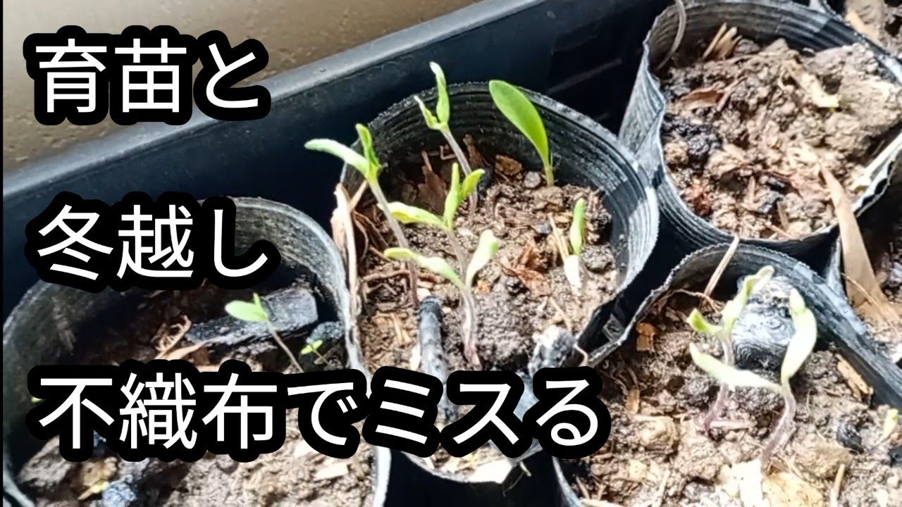 ナス・トマト育苗とバナナの越冬失敗【千年肥沃圃場への道23】