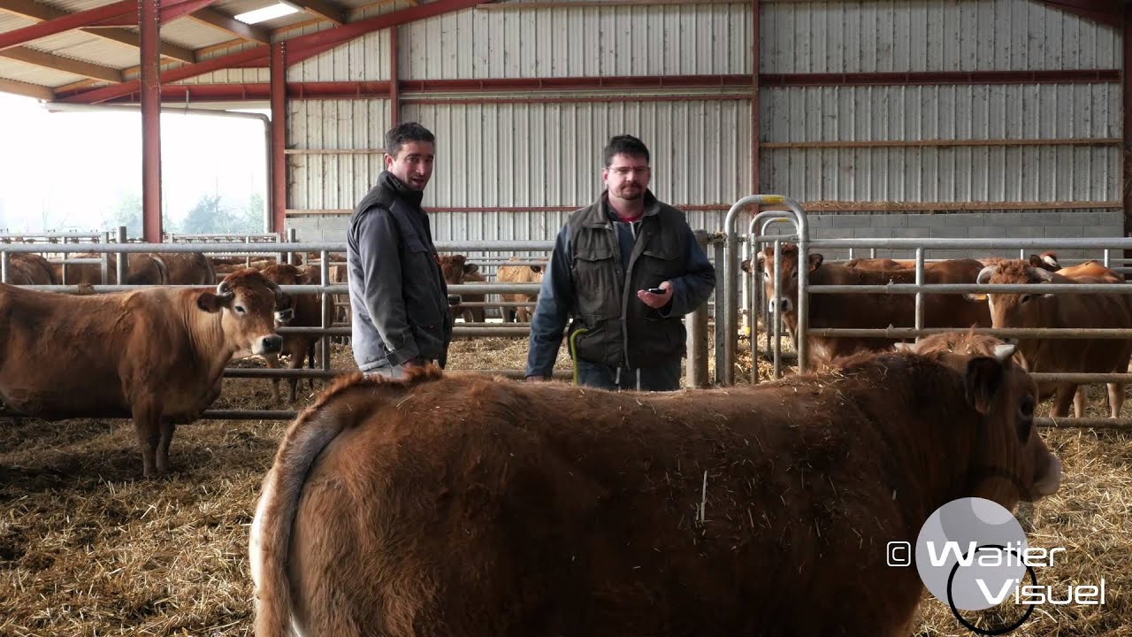Réalisation Films Vidéo Elevage Pointage veaux race Parthenaise  production viande bovine