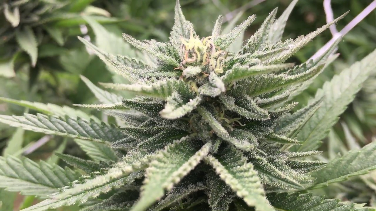 Southern California Outdoor Grow Part 1