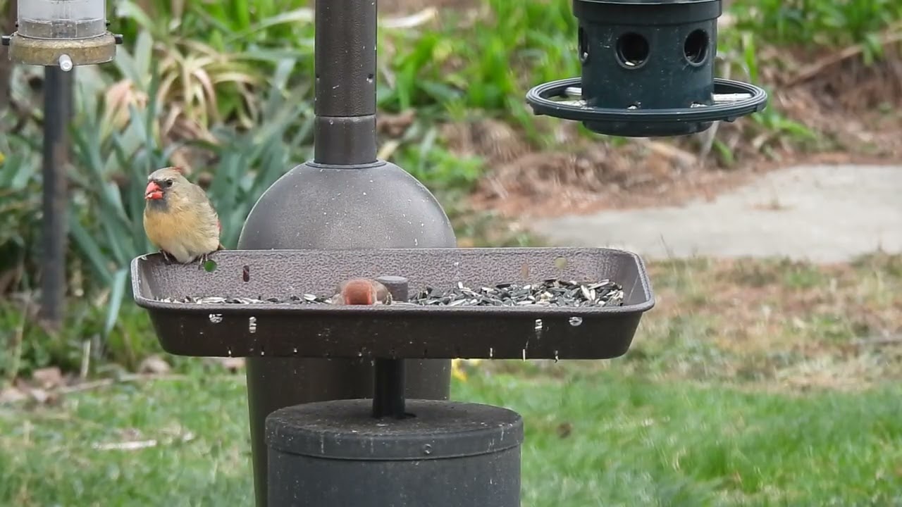 Female cardinal and male house finch￼