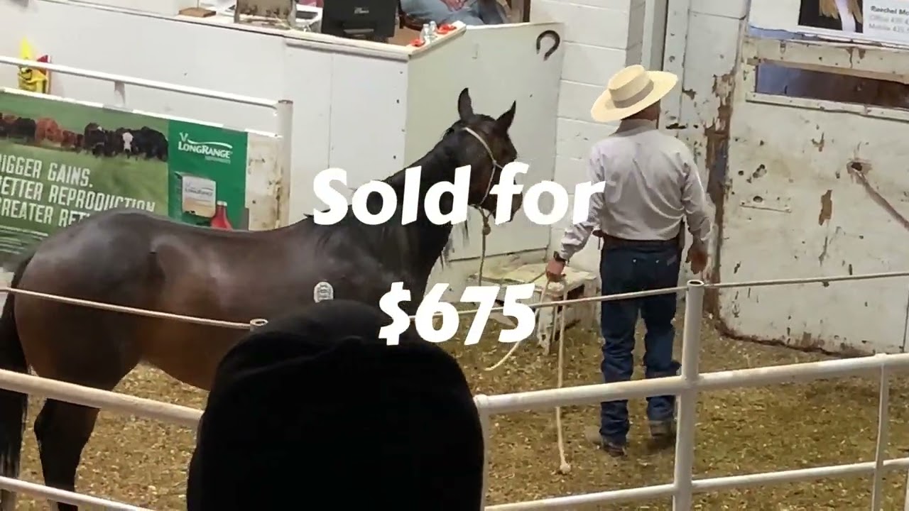 HORSE AUCTION in the WEST! Cedar Livestock Market- June 6 2024