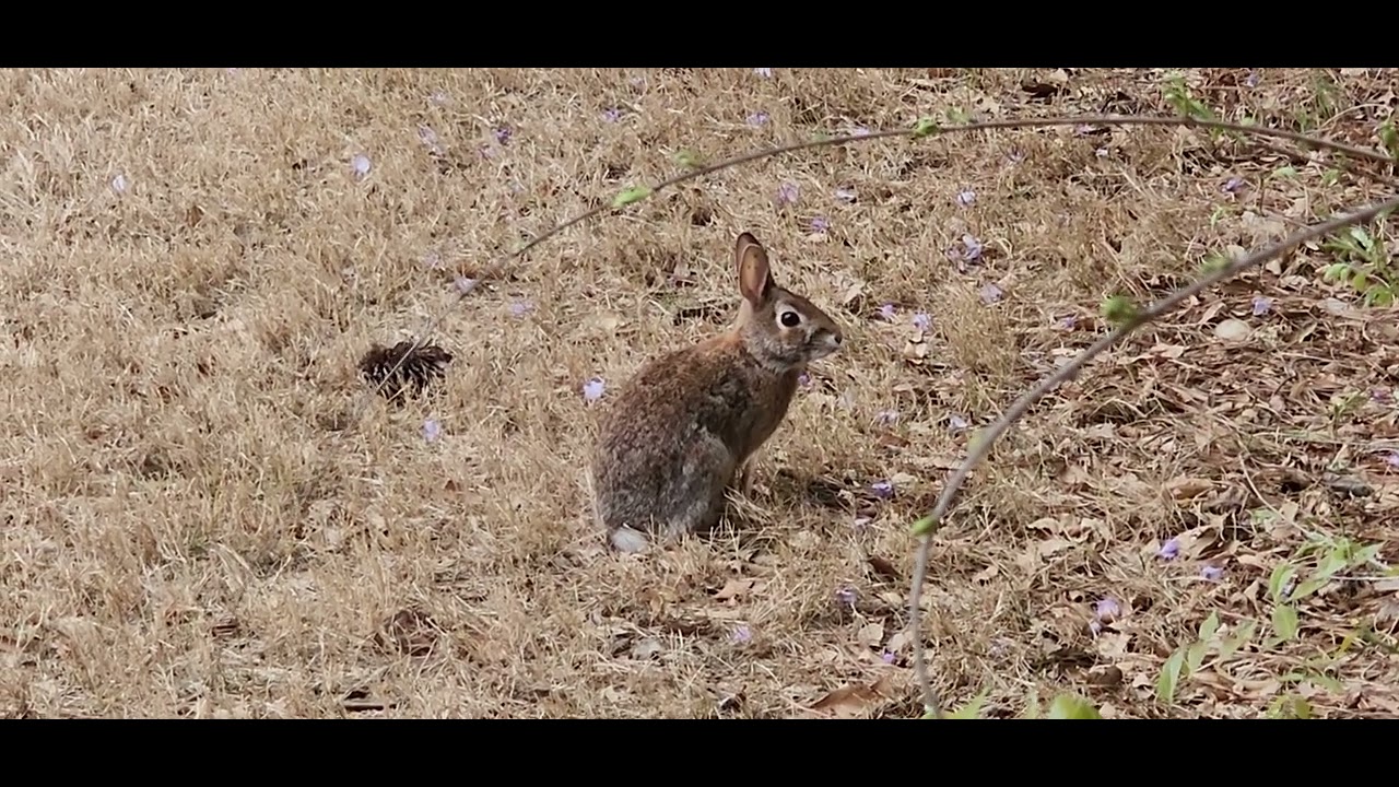 Rabbit in our subdivision