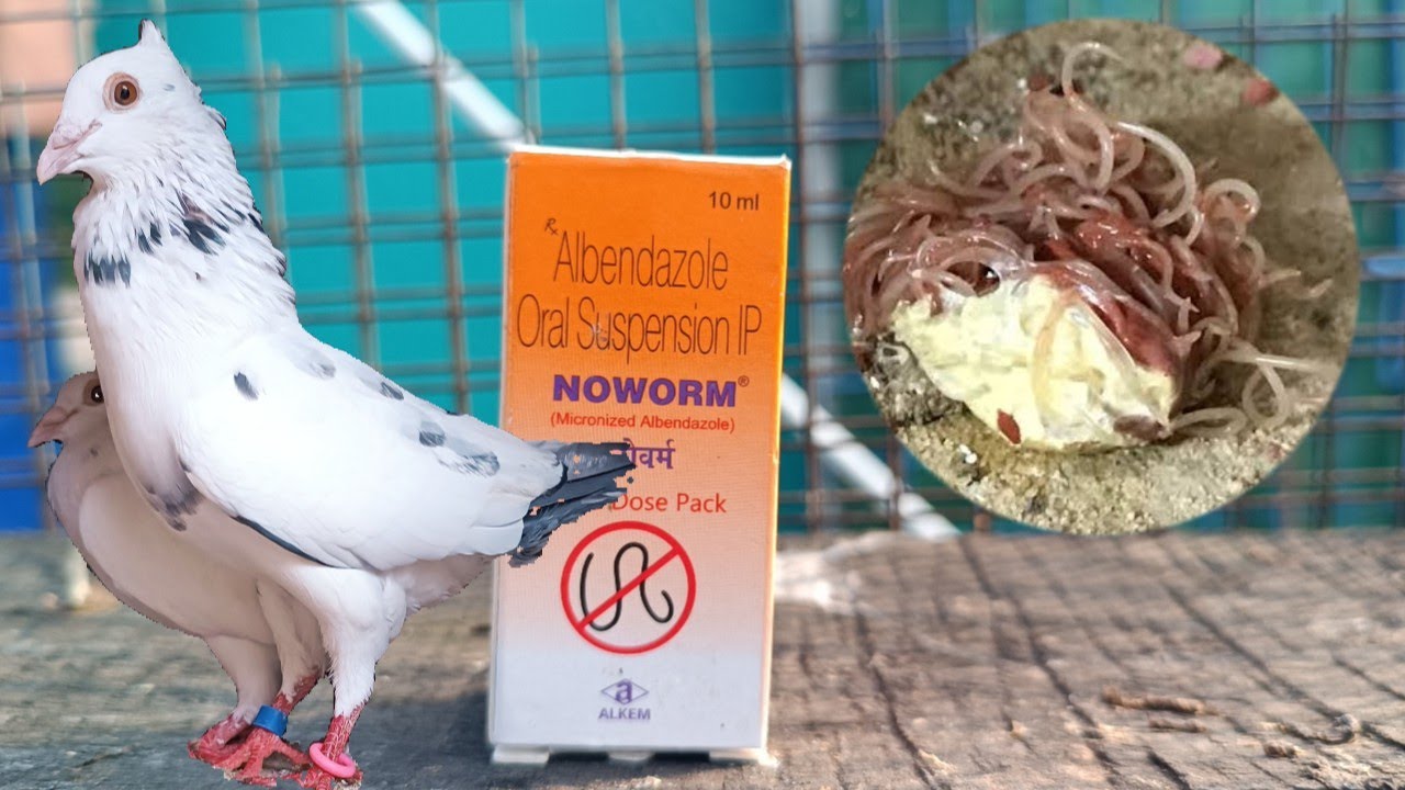 PIGEON DEWORMING SAFEST MEDICINE PROCESS