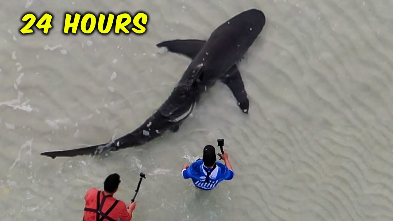 24 Hours Tagging Sharks on the Beach!