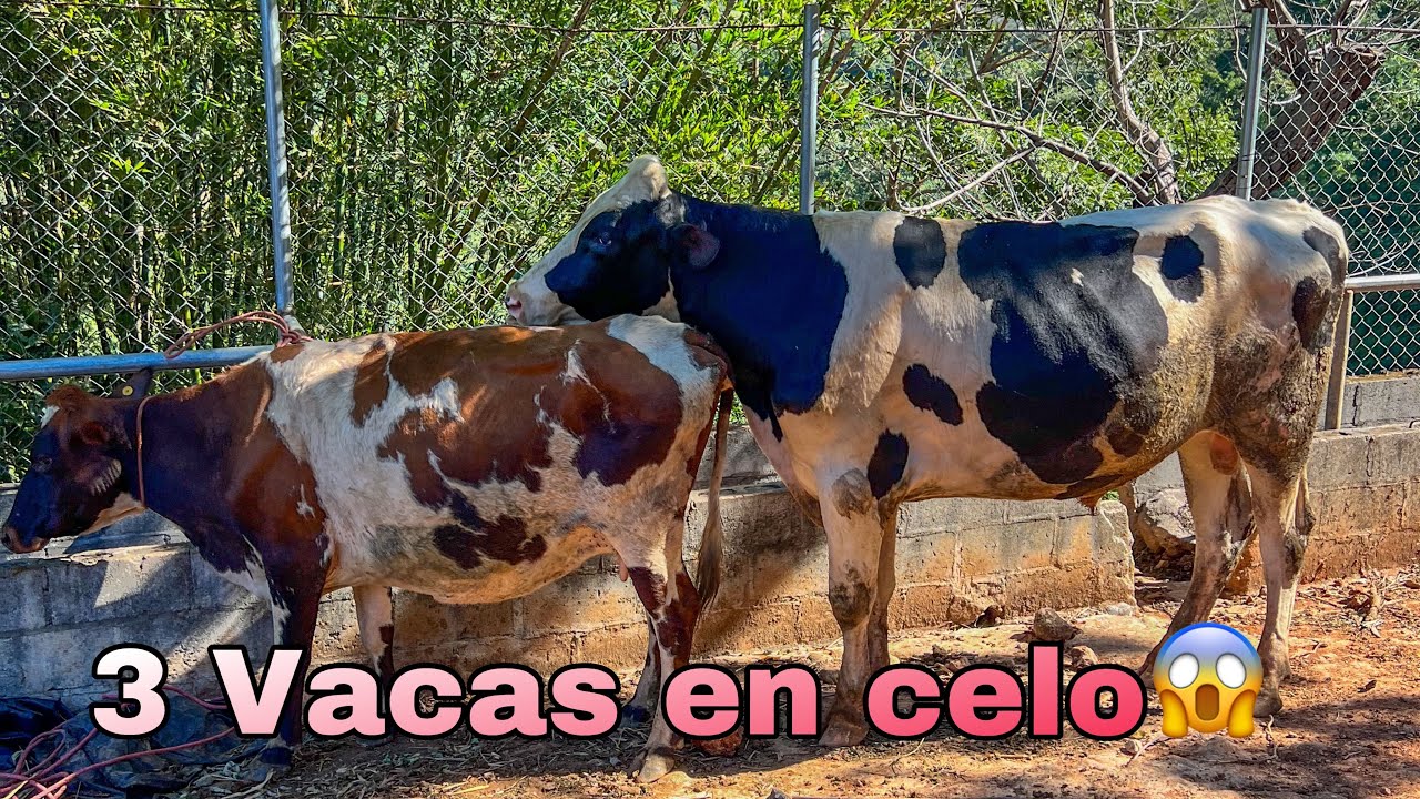 😱🐄Llevamos el toro a las vacas que andaban en celo las agarro a todas 😱🐄