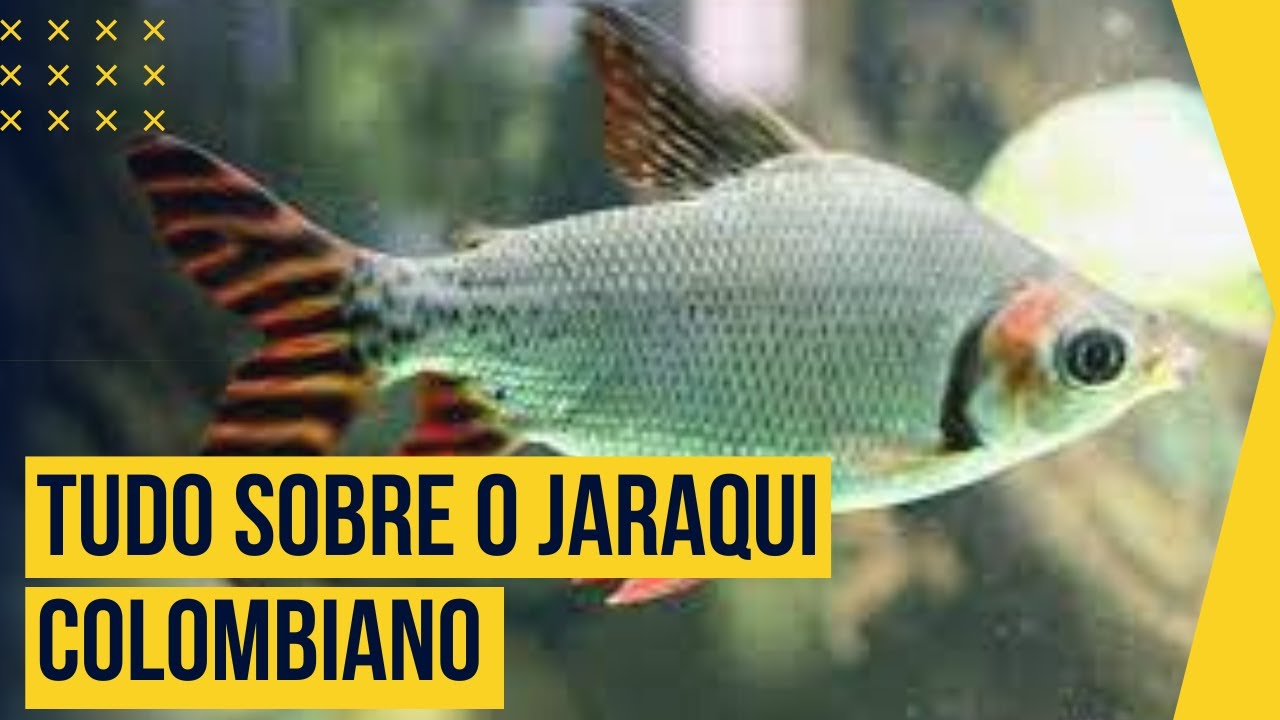 SAIBA TUDO SOBRE O JARAQUI COLOMBIANO