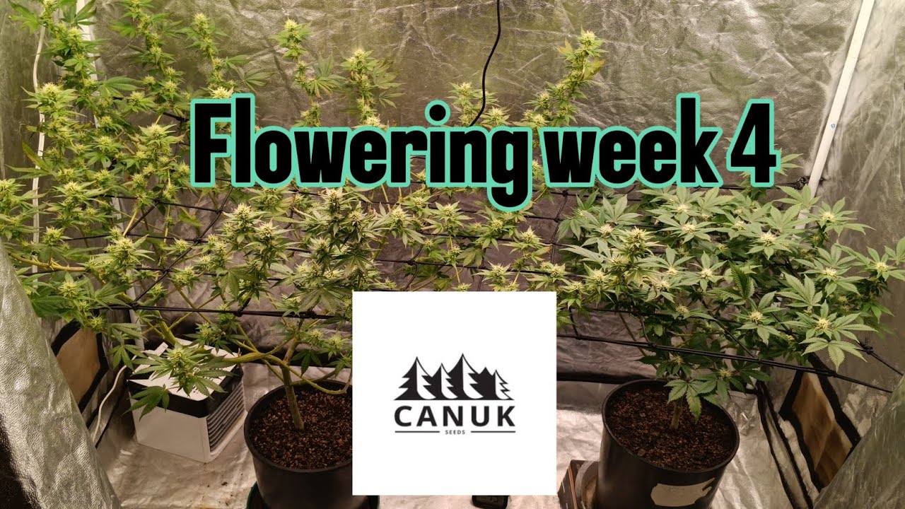 Blooming Bright : Week Four with Vipar Spectra in My 4x2 Tent!