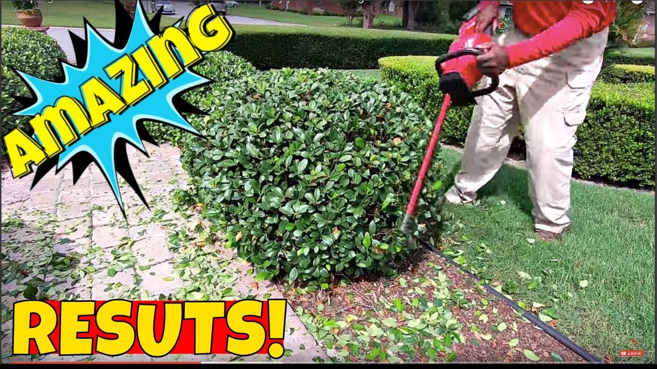 Shaping bushes | trimming hedges at home with a battery powered hedge trimmer