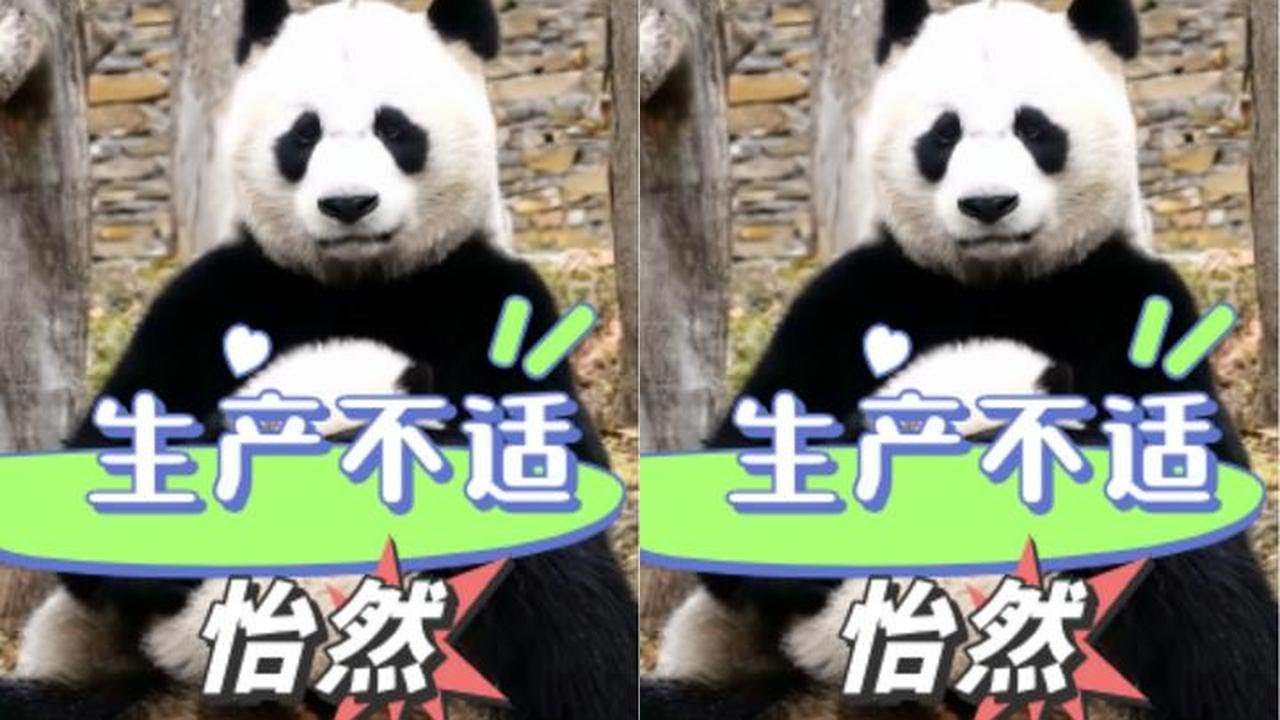 看到董奶爸轻声安慰首次生产的怡然，才明白国内饲养员远比我们想象中更爱熊猫#怡然 #董奶爸 #熊猫生产 #熊猫 #治愈