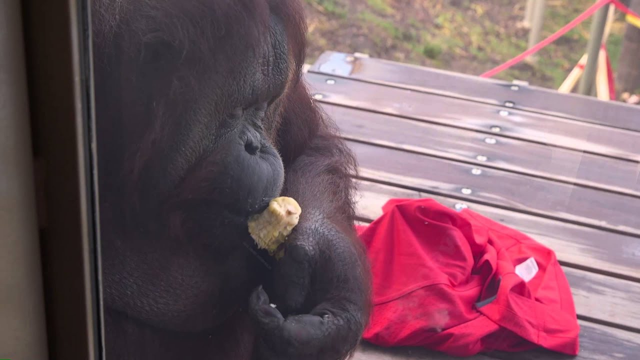 KC Zoo Chiefs and Orangutans