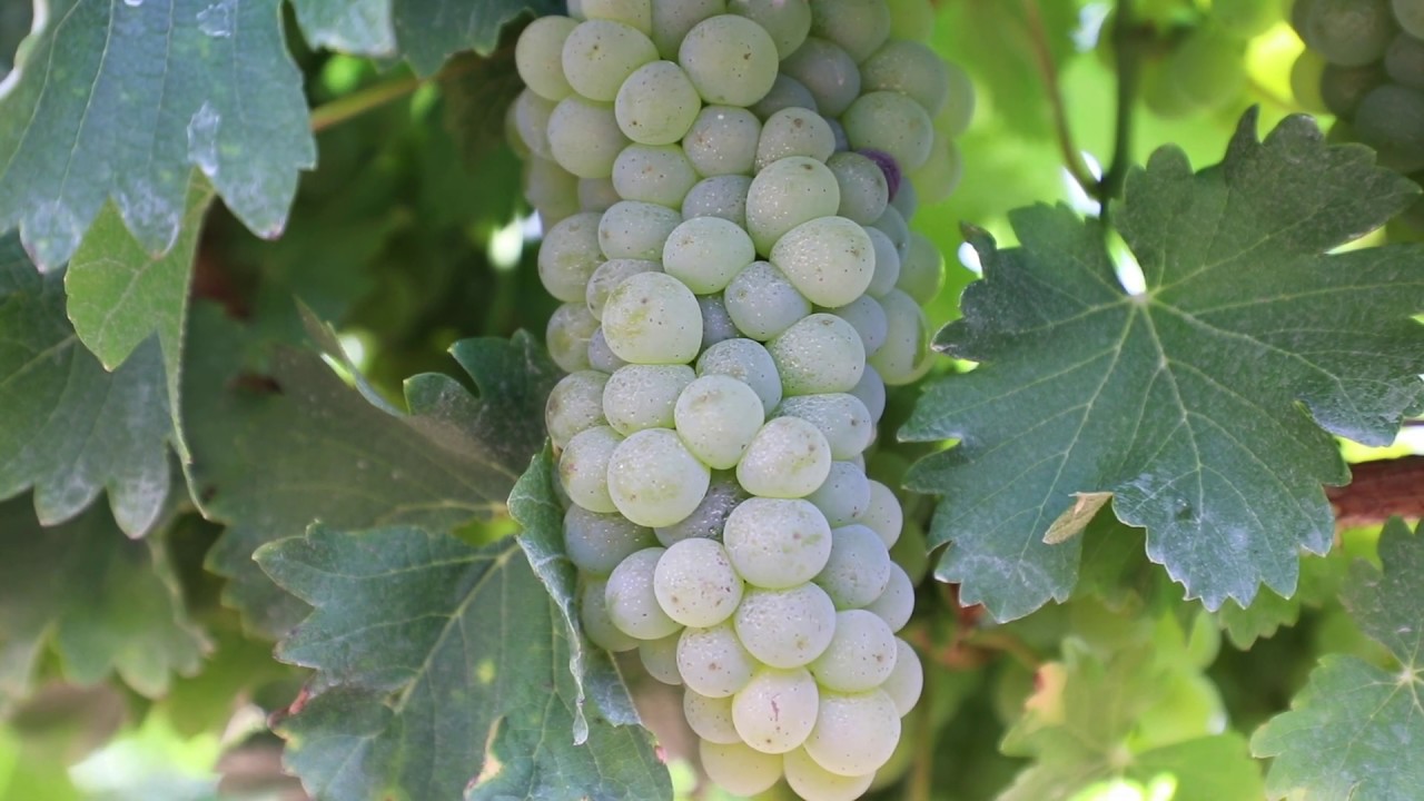 Bosman Adama Breëland Clone Garden Field Day 2020