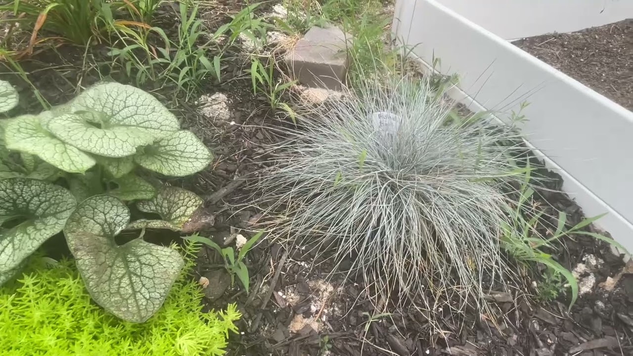 A Glimpse at my June 2024 backyard garden and all of the mistakes I made