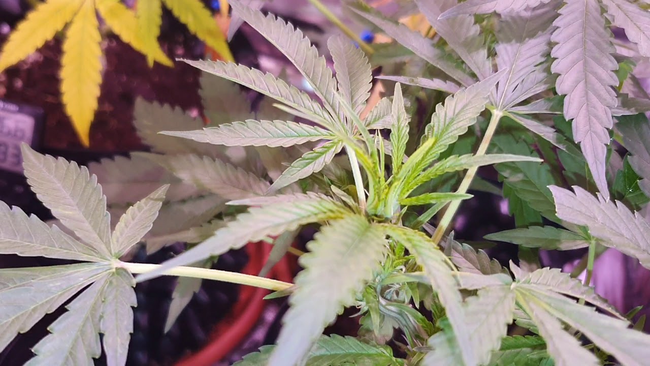 Royal Creamatic - Day 45