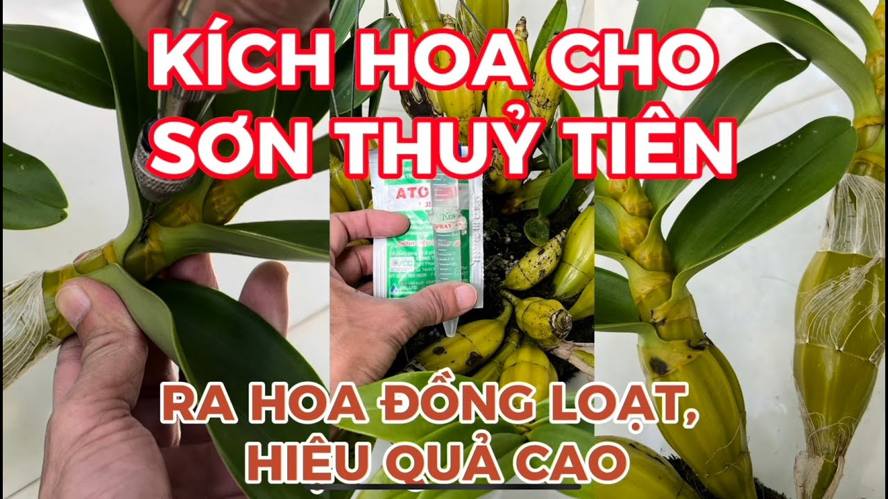 Cách Kích Hoa Lan Sơn Thuỷ Tiên Ra Hoa Đồng Loạt, Đơn Giản Và Hiệu Quả Cao- LAN RỪNG LÂM ĐỒNG.