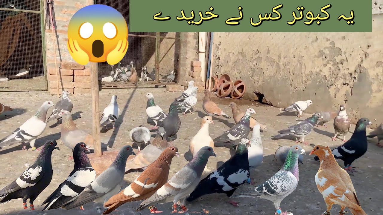 Ye Kabootar Kis Nay Khreeday 2026 || Kabootar ki video