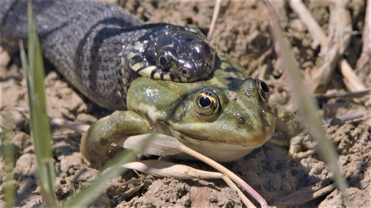 Grass snake eats frog / Culebra de collar come rana / Couleuvre &agrave; collier mange grenouille