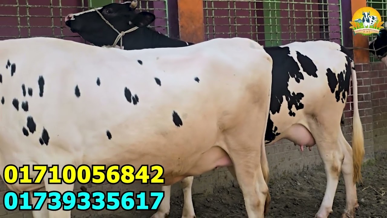 উন্নত জাতের ৩ টি ফ্রিজিয়ান গাভীর দাম জানুন । সংগ্রহ করলেন কিশোরগঞ্জ থেকে ।
