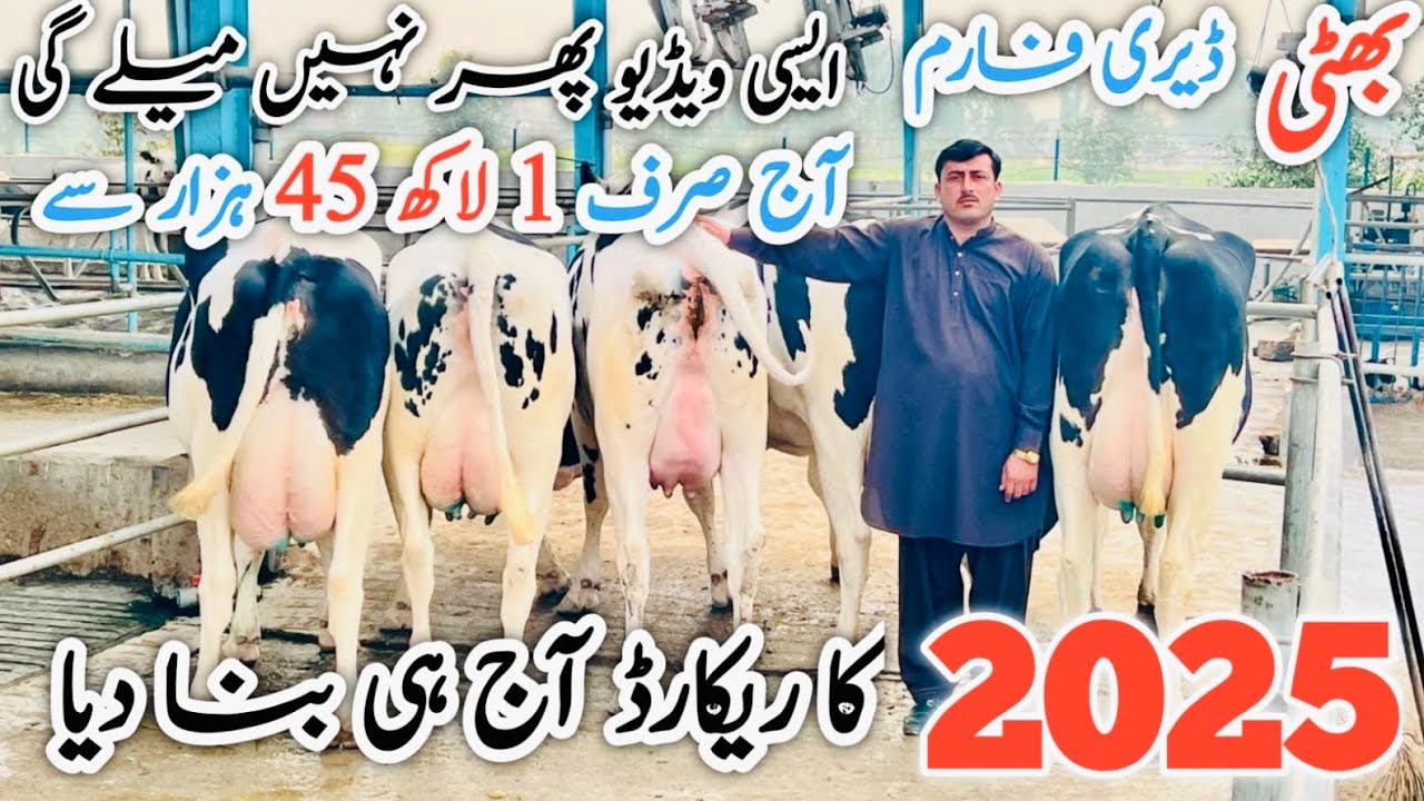 Bhatti Dairy Farm | Best imported cows video in 2025 | imported cows for sale 