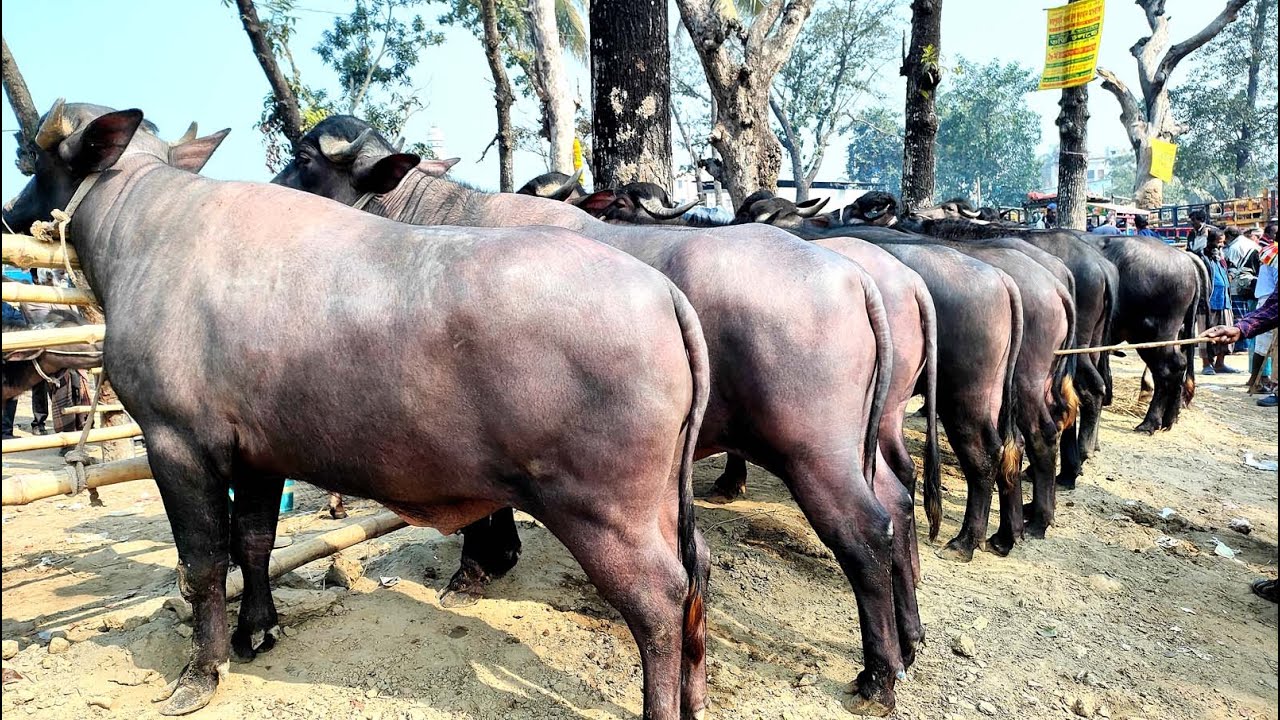 ২৭/১/২৬/ভরপুর মাংসের উপযোগী মহিষের পর্যাপ্ত আমদানি হয়েছে পাঁচবিবি গরু মহিষের হাটে।