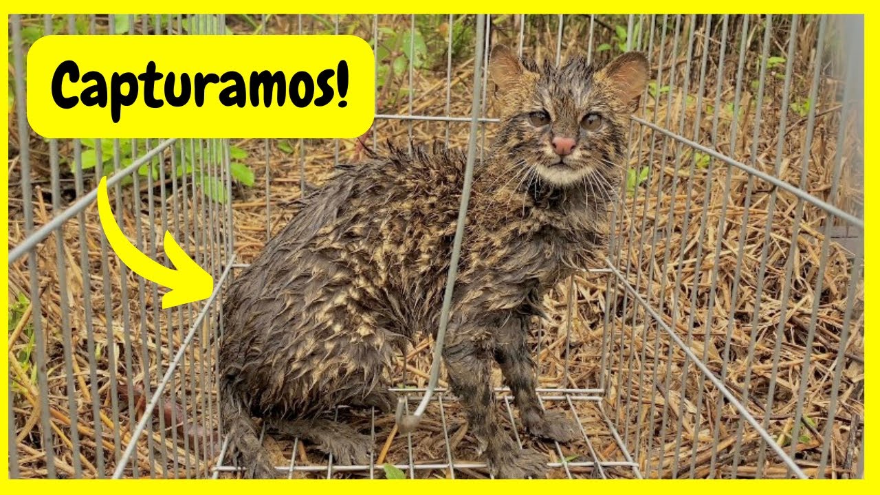 Capturamos o Gato do Mato que Estava Atacando Nossa Criação | Gutejando